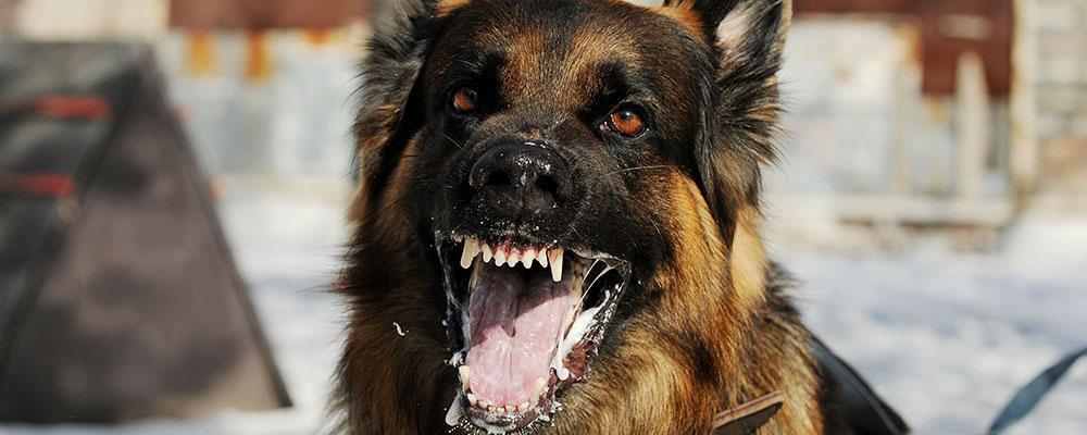 Algonquin Dog Bite Injury Lawyers
